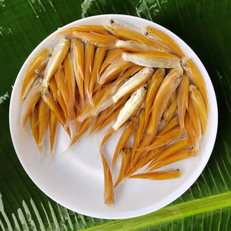 俄罗斯金丝草鱼苗赤目金草鱼苗红眼睛草鱼苗淡水养殖观赏