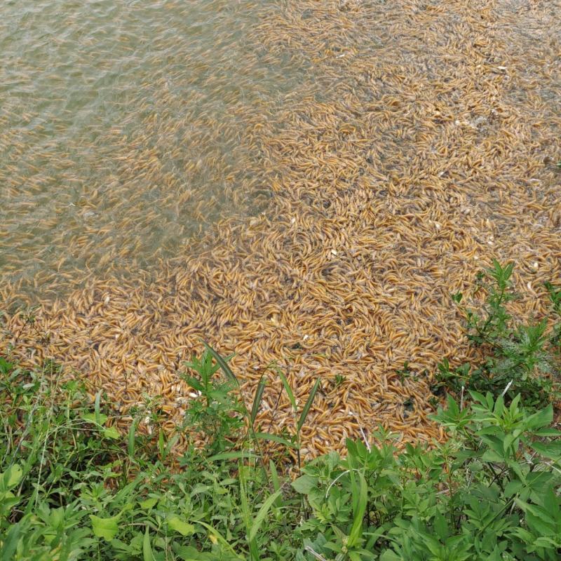 俄罗斯金丝草鱼苗赤目金草鱼苗红眼睛草鱼苗淡水养殖观赏