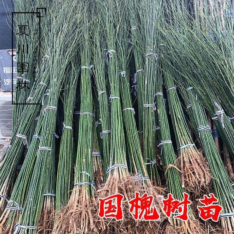 国槐苗，一年国槐苗，国槐小苗产地