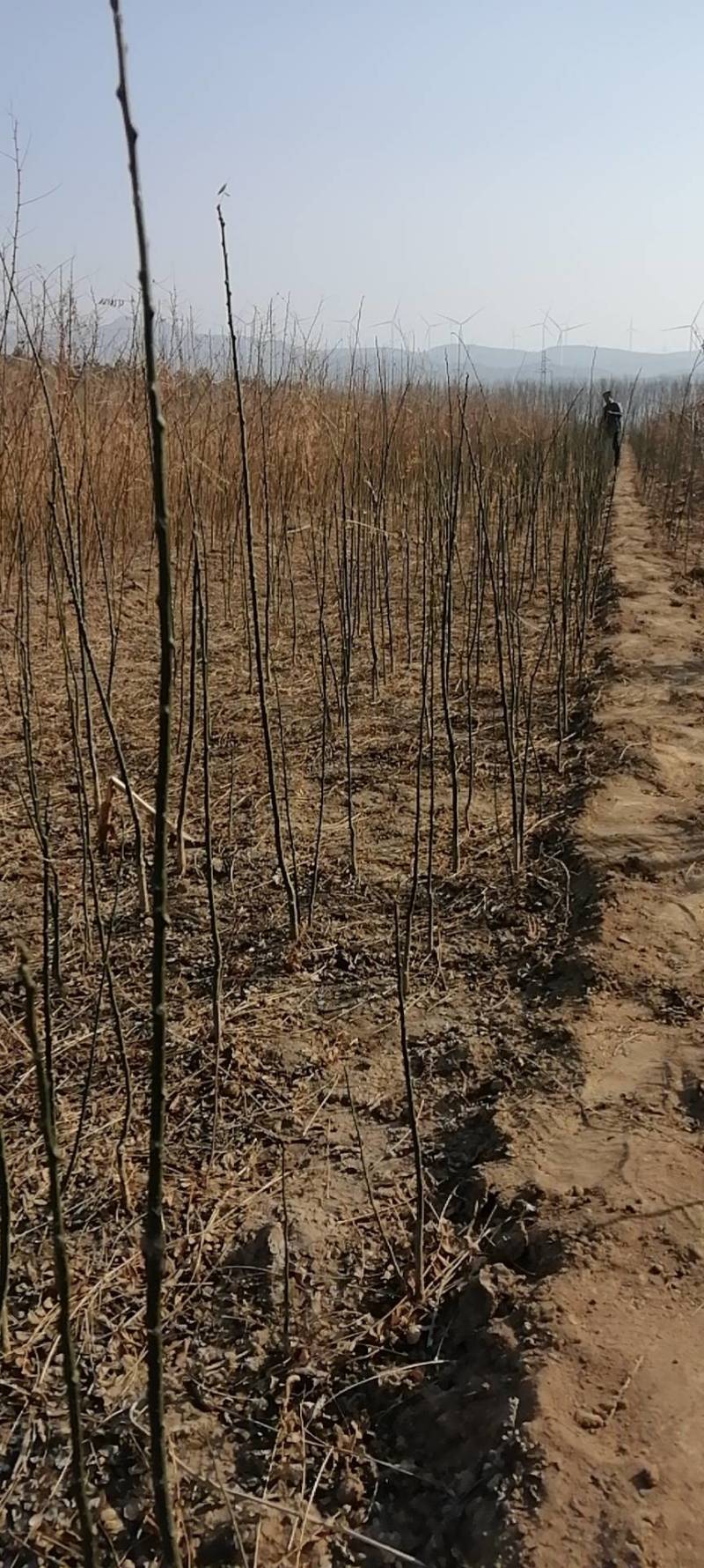 国槐苗，一年国槐苗，国槐小苗产地