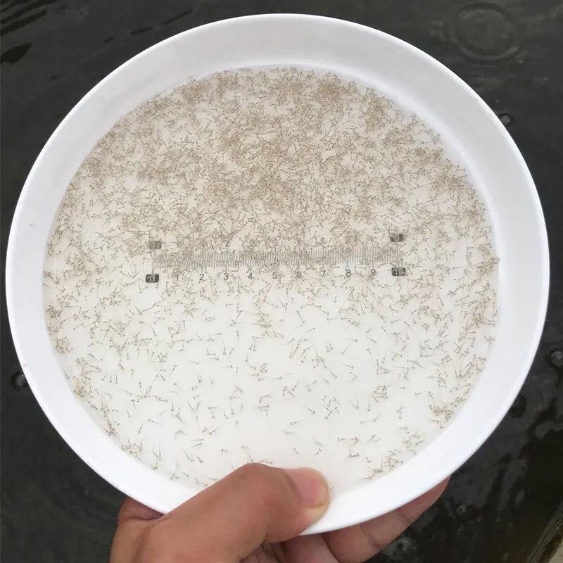 各种水花鲈鱼罗非鲫鱼草鱼鲢鳙鲮鱼