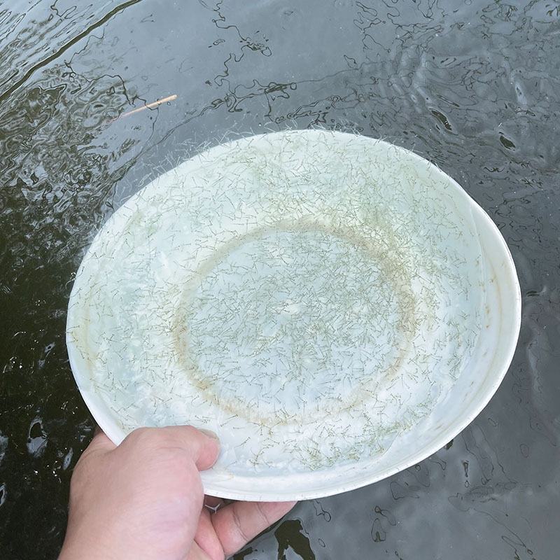 各种水花鲈鱼罗非鲫鱼草鱼鲢鳙鲮鱼