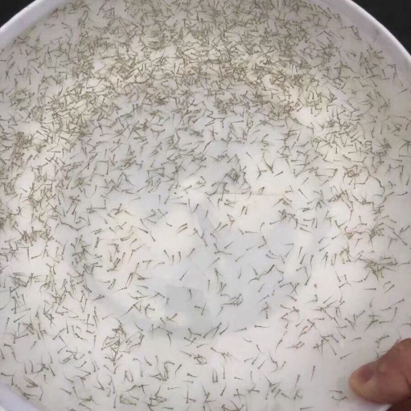 各种水花鲈鱼罗非鲫鱼草鱼鲢鳙鲮鱼
