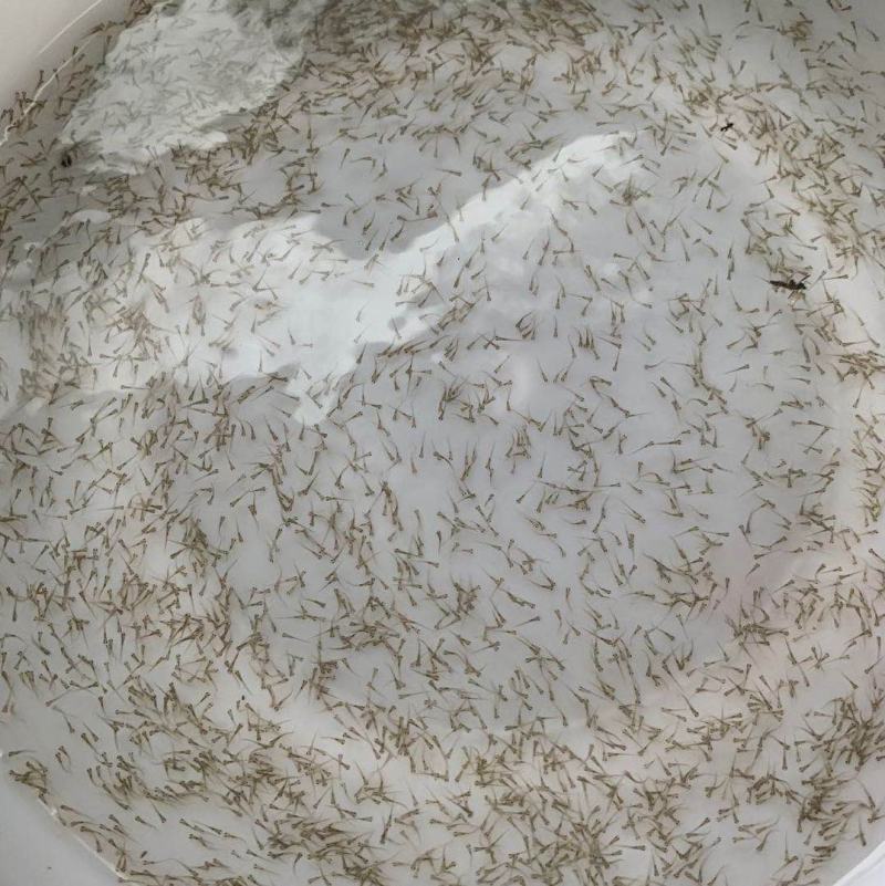 各种水花鲈鱼罗非鲫鱼草鱼鲢鳙鲮鱼