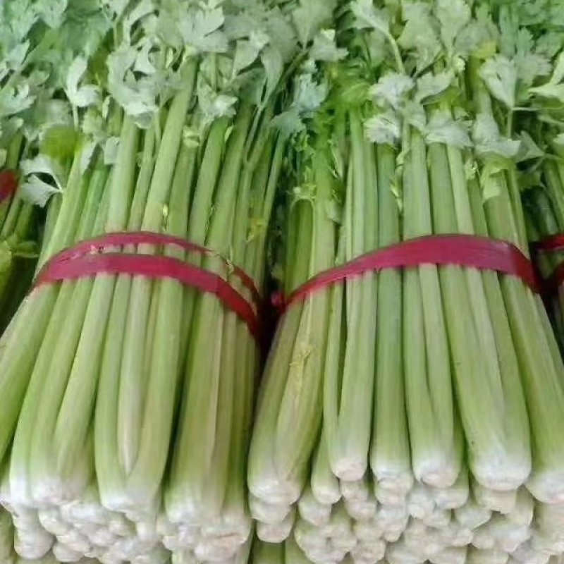 【芹菜】河北西芹大量供应可实地考察对接全国市场