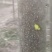 4/8公分泡桐
