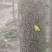4/8公分泡桐