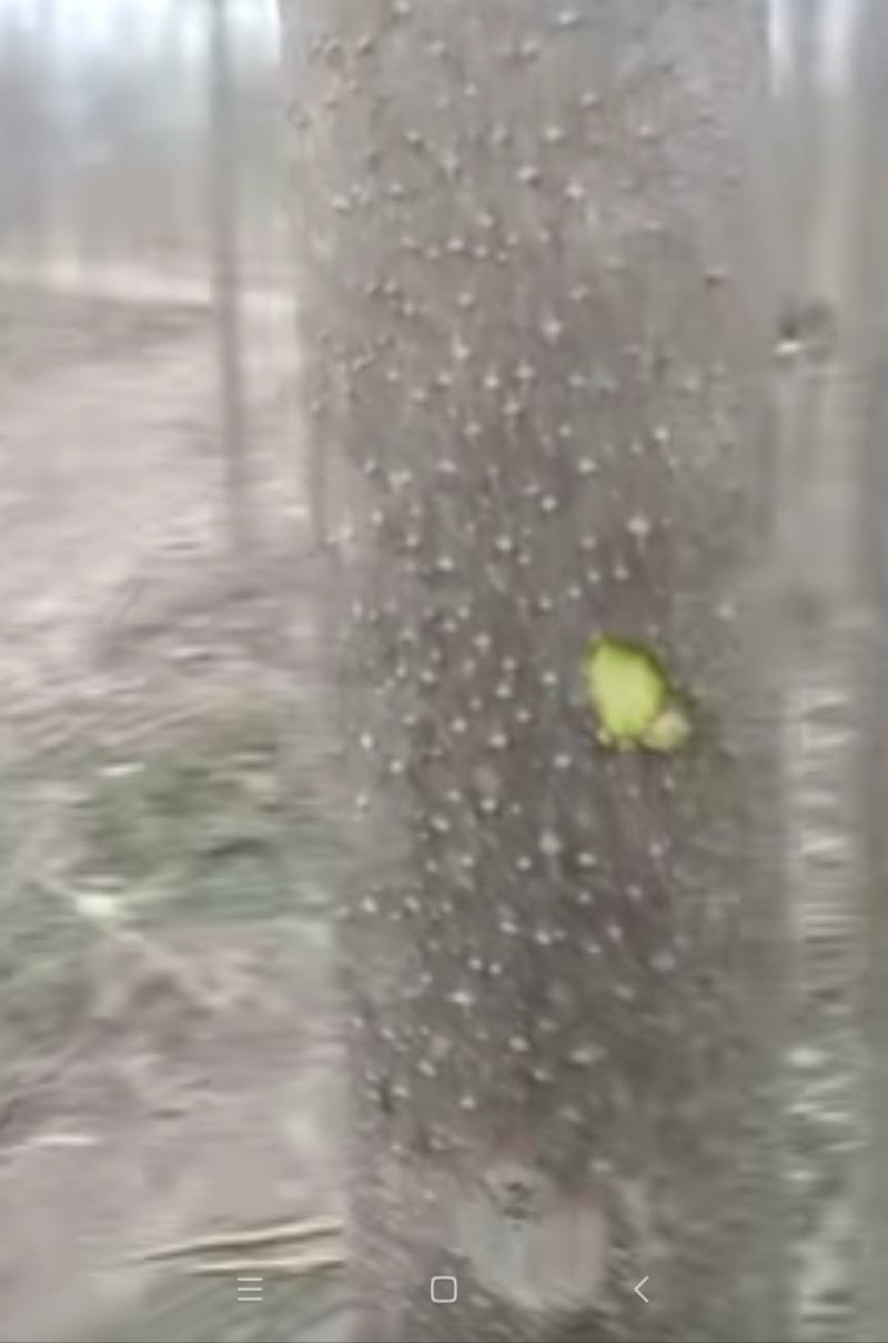 4/8公分泡桐