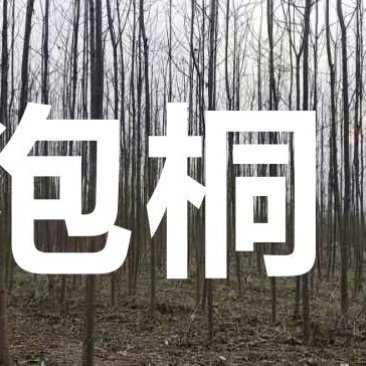 4/8公分泡桐