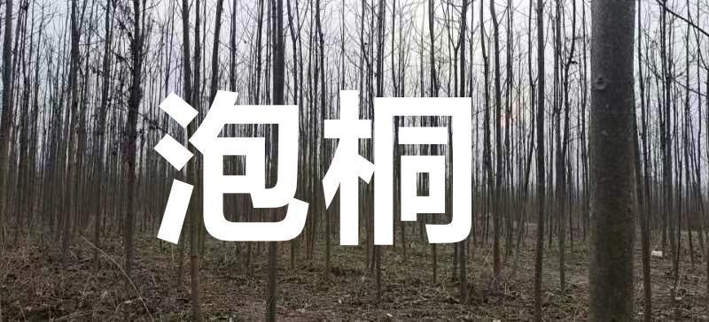 4/8公分泡桐