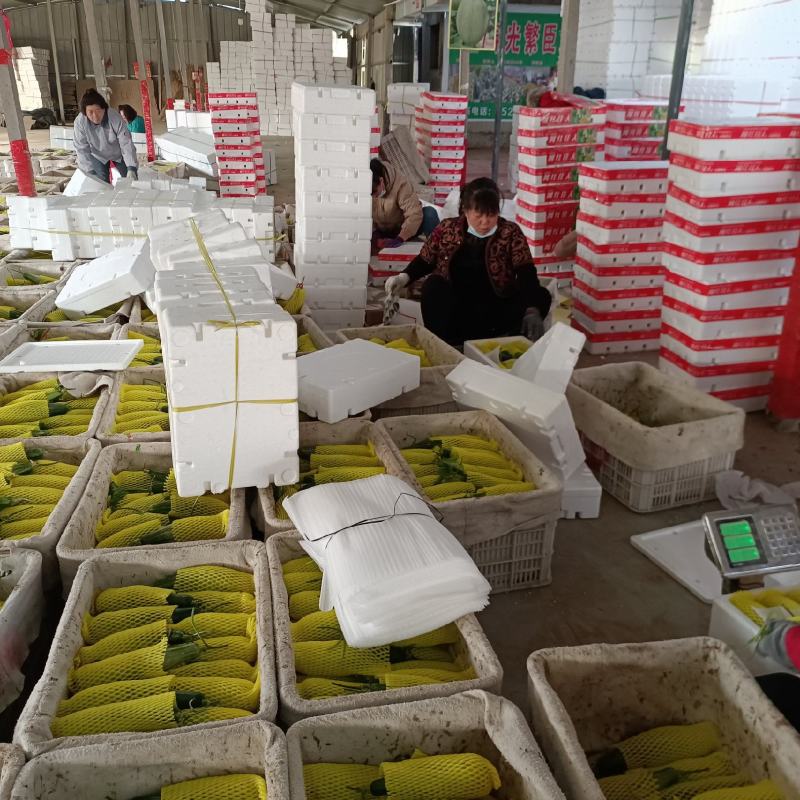 羊角蜜甜瓜博洋六一甜瓜电商市场种植产地量大口感好包棚定货