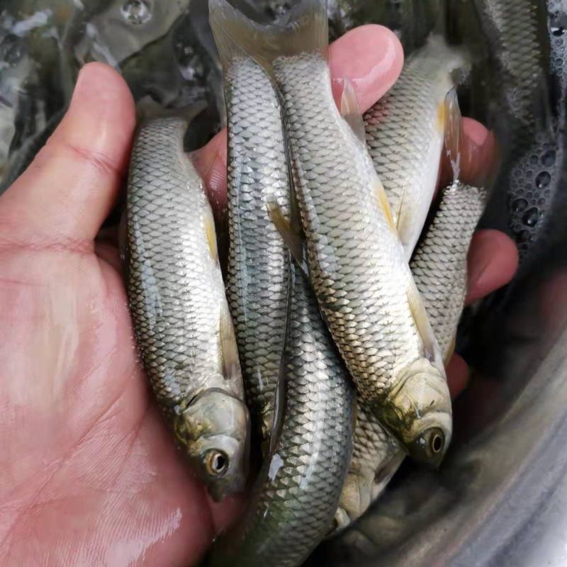 优质草鱼苗脆鱼苗脆肉鲩已打疫苗抗病能力强生长快
