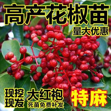 无刺花椒苗，狮子头花椒苗，大红袍花椒苗基地，九叶青花椒苗