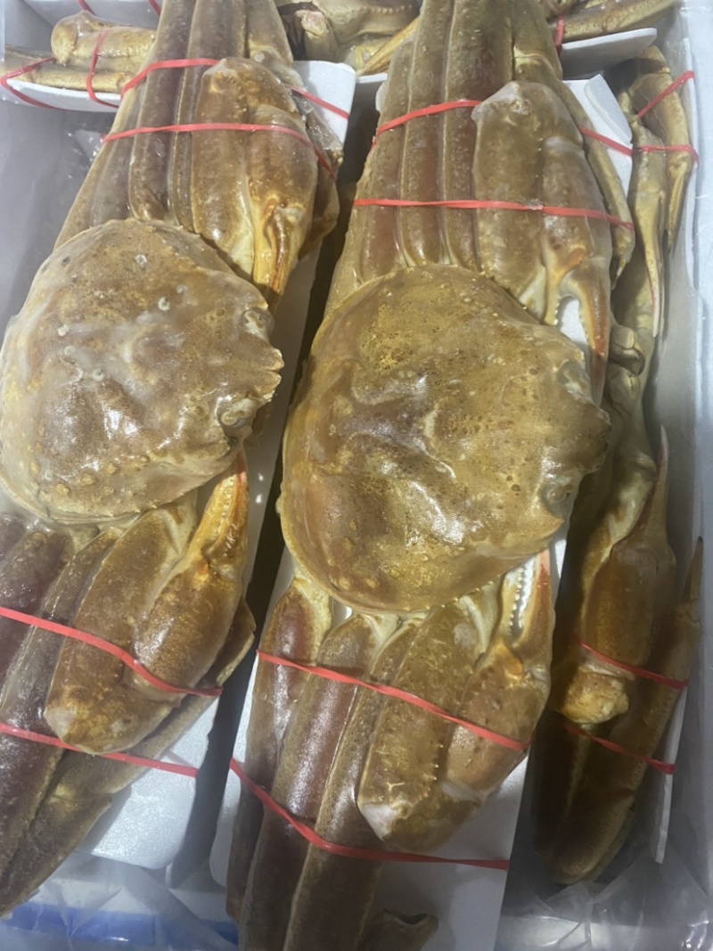 上海宝山江阳水产品板蟹，品质保证，量大从优欢迎采购