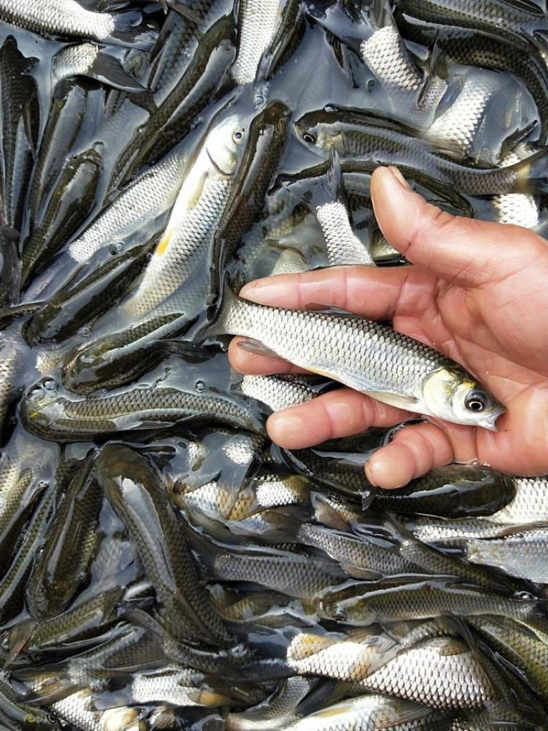 优质草鱼苗脆鱼苗脆肉鲩已打疫苗抗病能力强生长快