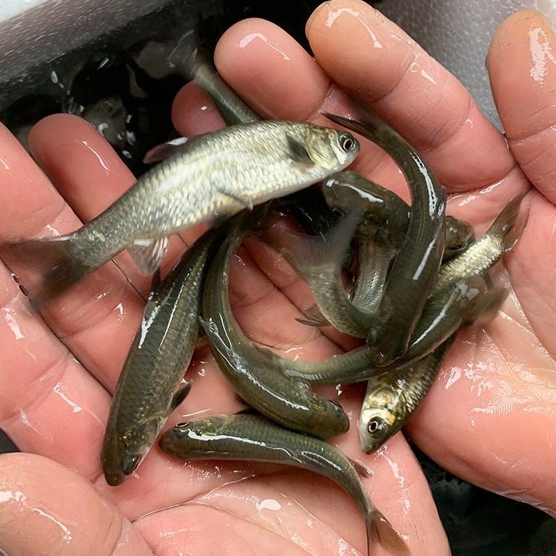 优质草鱼苗脆鱼苗脆肉鲩已打疫苗抗病能力强生长快