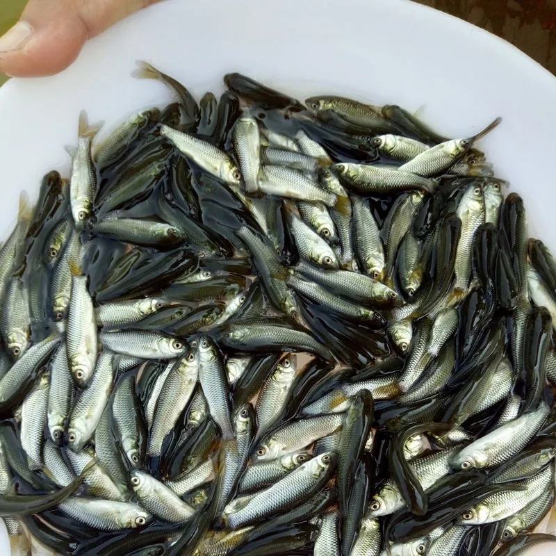 优质草鱼苗脆鱼苗脆肉鲩已打疫苗抗病能力强生长快