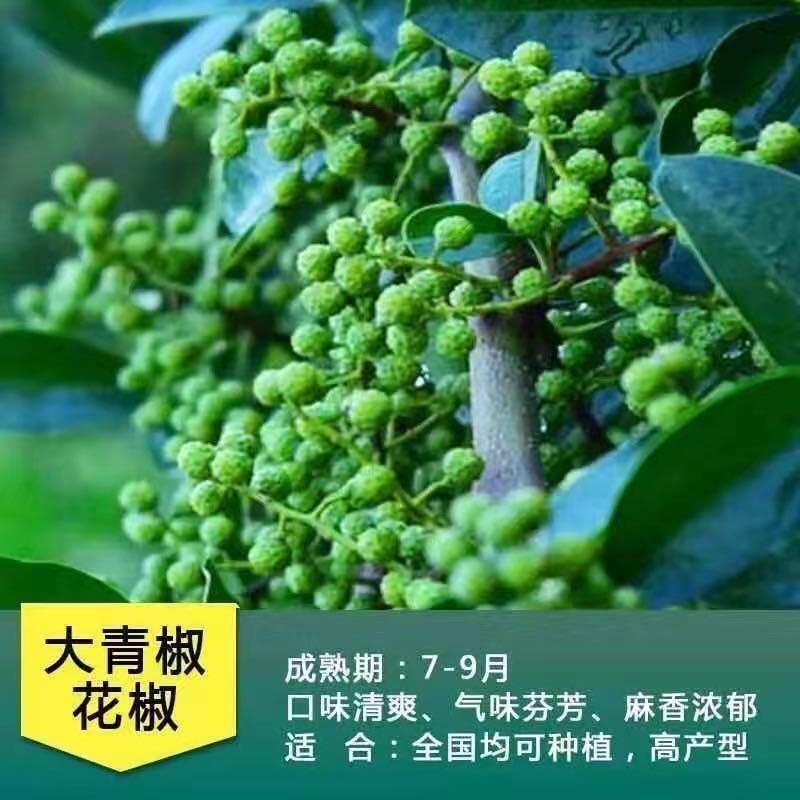 无刺花椒苗，狮子头花椒苗，大红袍花椒苗基地，九叶青花椒苗