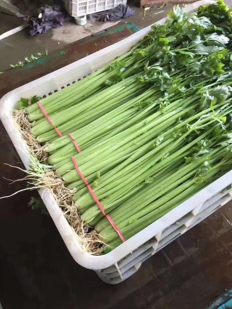 河北邯郸香芹大量上市中欢迎新老客户前来采购诚信经营