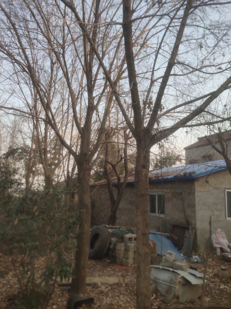 精品五角枫价15-20公分左右价格面议质量保证欢迎咨询