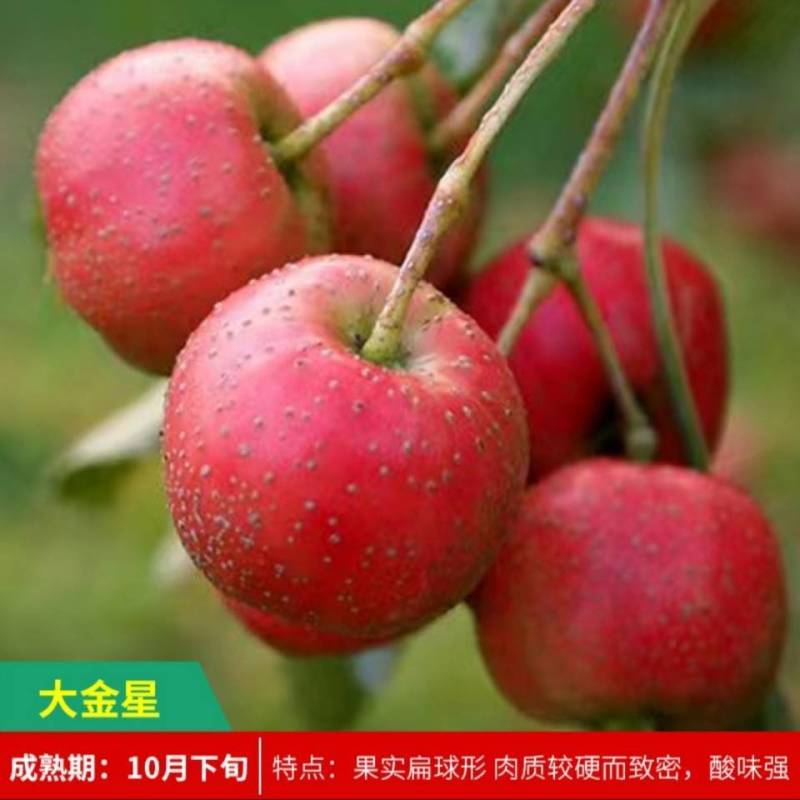 山楂苗大金星山楂苗大五棱山楂苗大棉球山楂苗甜山楂