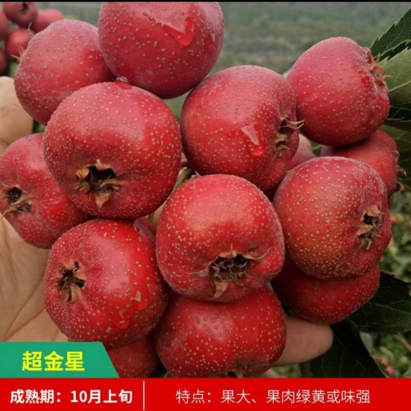 山楂苗大金星山楂苗大五棱山楂苗大棉球山楂苗甜山楂