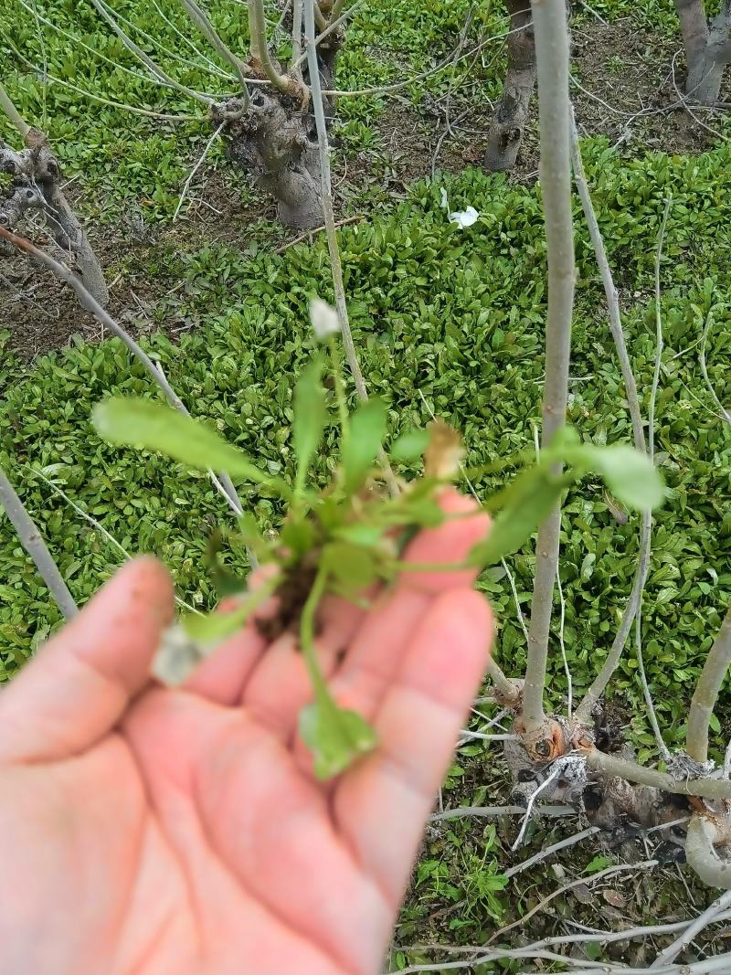 野生荠菜，干净无黄叶无土，小棵