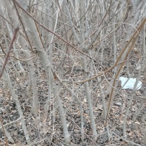 桃树杏树苗