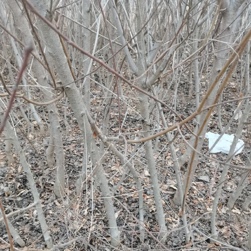 桃树杏树苗