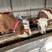 西门塔尔牛改良肉牛牛犊大小都有买十头送一头包运输包技术