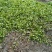 野生荠菜，大量现货