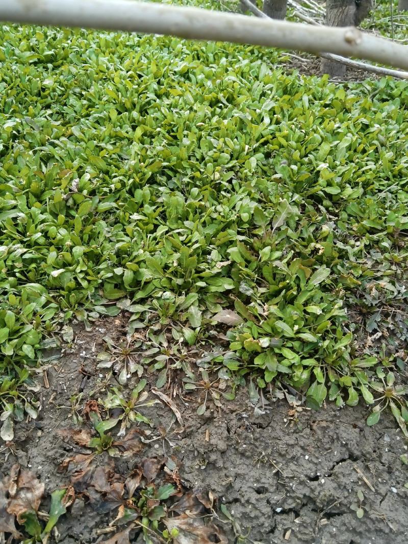 野生荠菜，大量现货