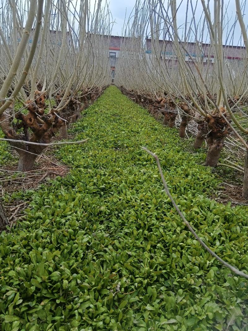 野生荠菜，大量现货