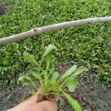 野生荠菜，大量现货