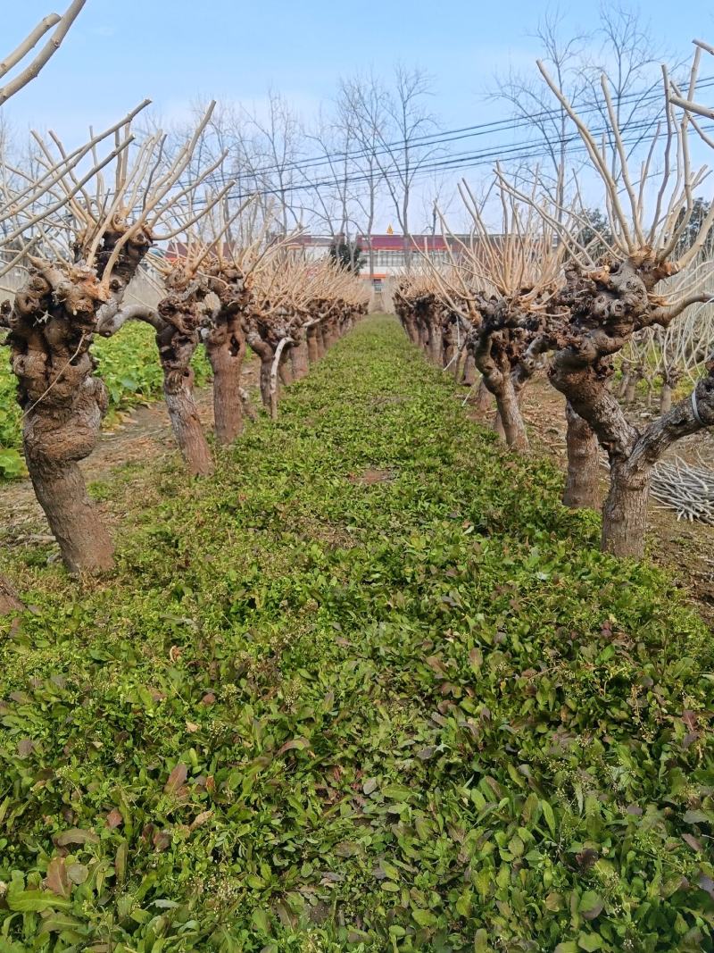 野生荠菜，大量现货