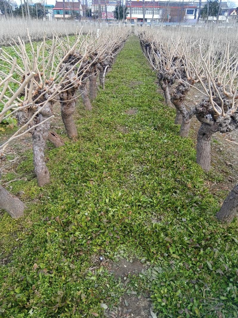 野生荠菜，大量现货