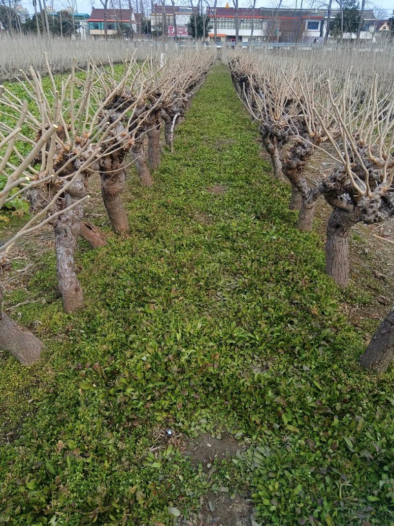 野生荠菜，大量现货