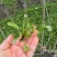 野生荠菜，大量现货