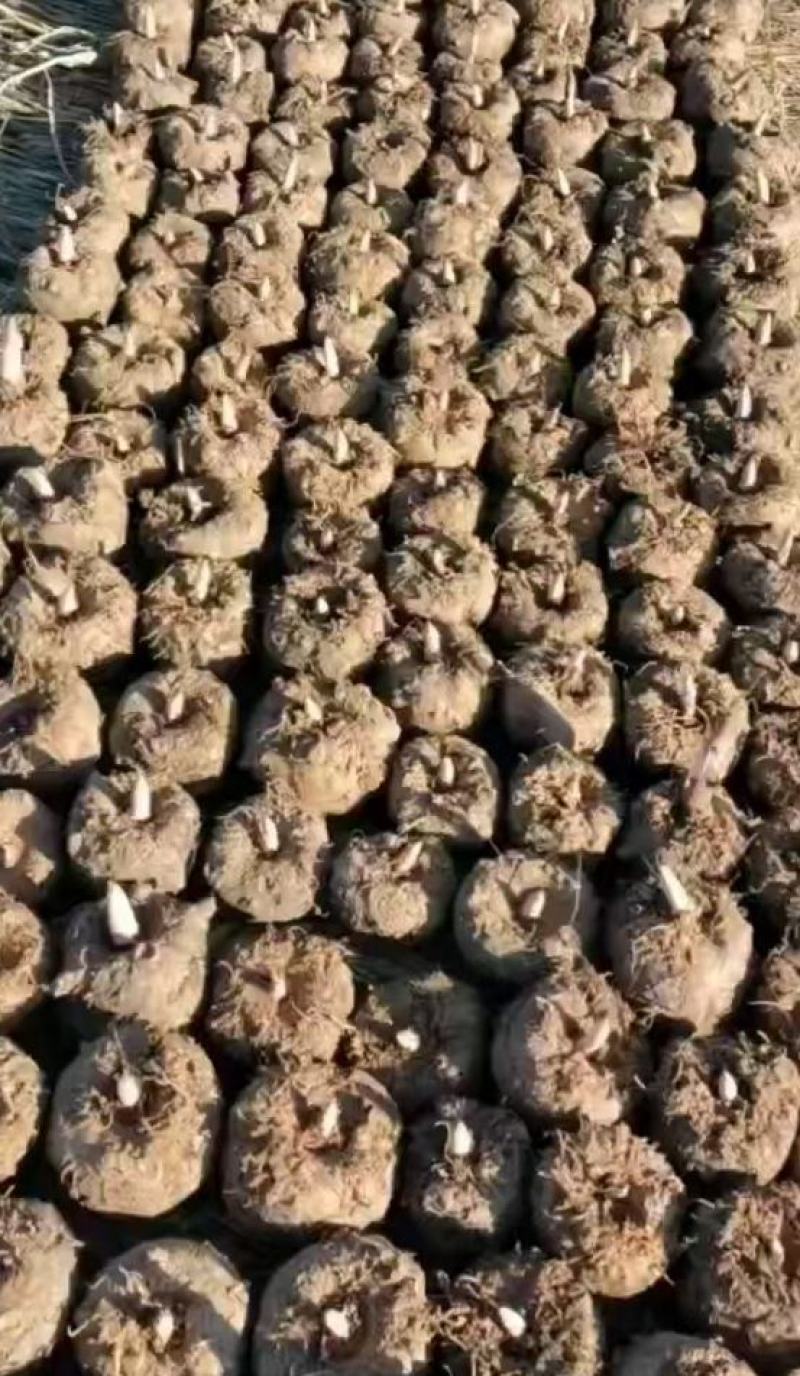 【牛商商家】魔芋贵州魔芋自产自销产地发货量大从优