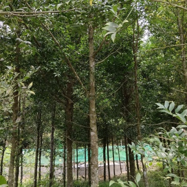绿化苗木，竹柏