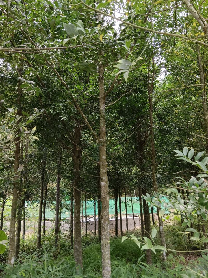 绿化苗木，竹柏