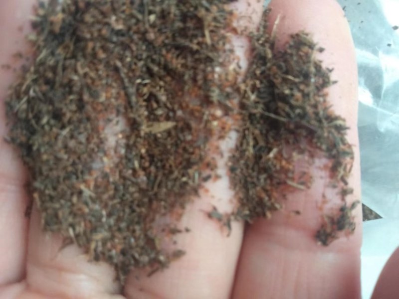 鹿茸草种子稀有种子，野生纯鹿茸草种籽