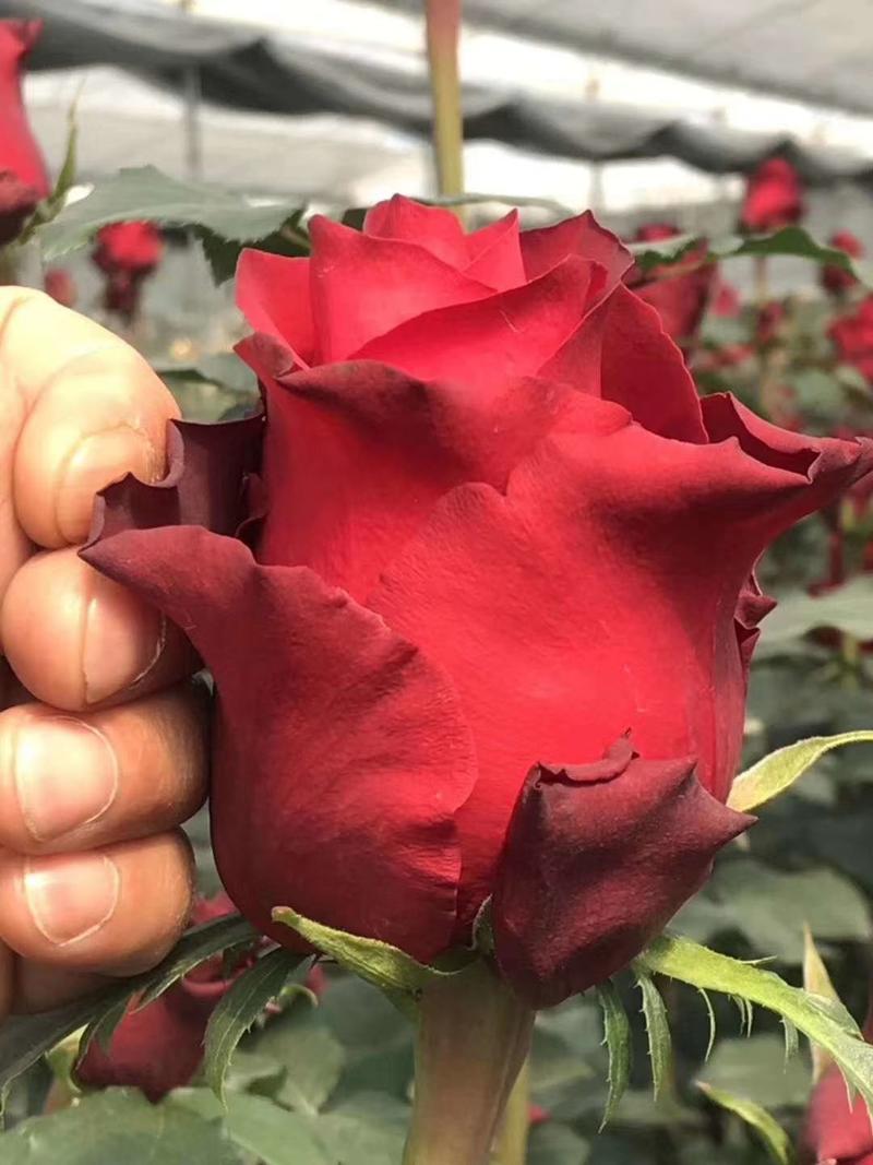 红玫瑰香水玫瑰苗，清新优雅，香气四溢颜色漂亮，量大从优