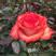红玫瑰香水玫瑰苗，清新优雅，香气四溢颜色漂亮，量大从优