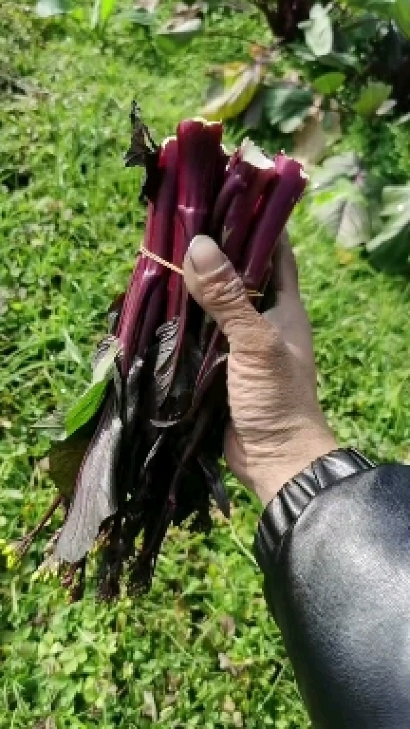 红菜苔