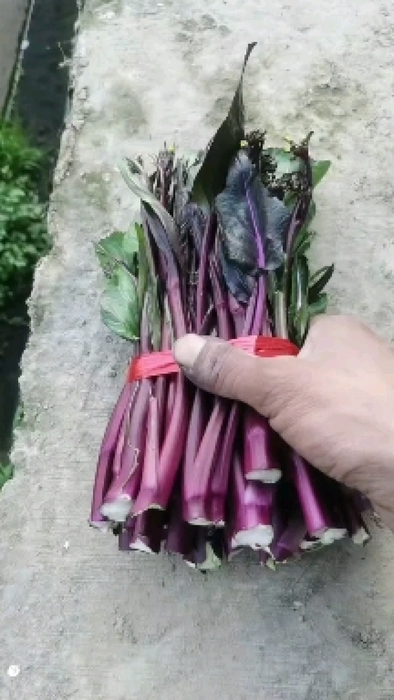 红菜苔