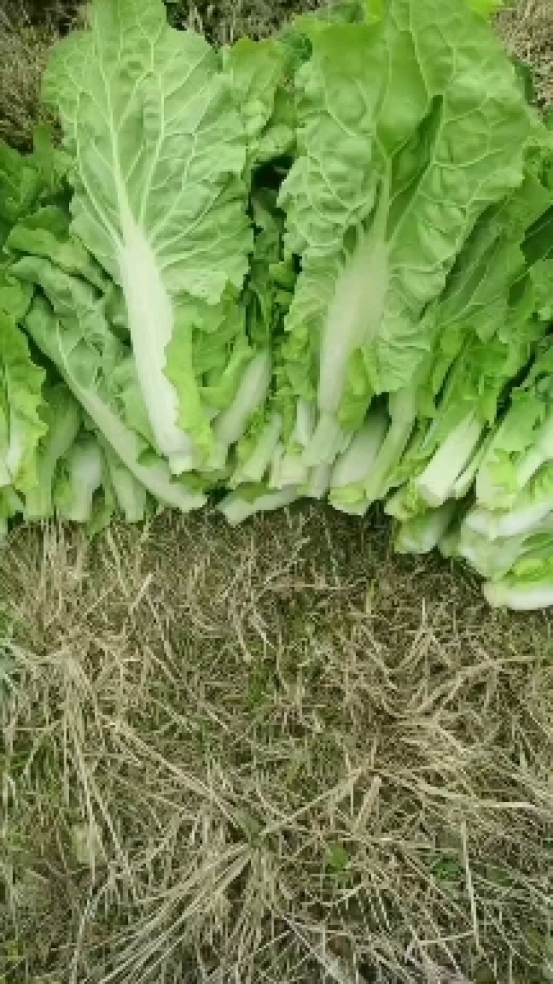 红菜苔