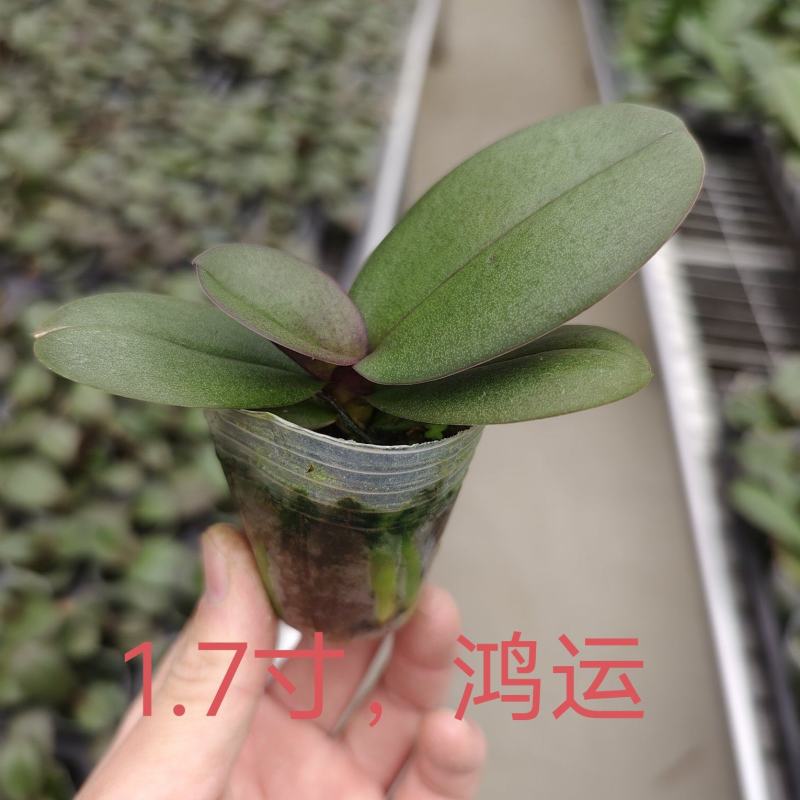 鸿运1.7寸