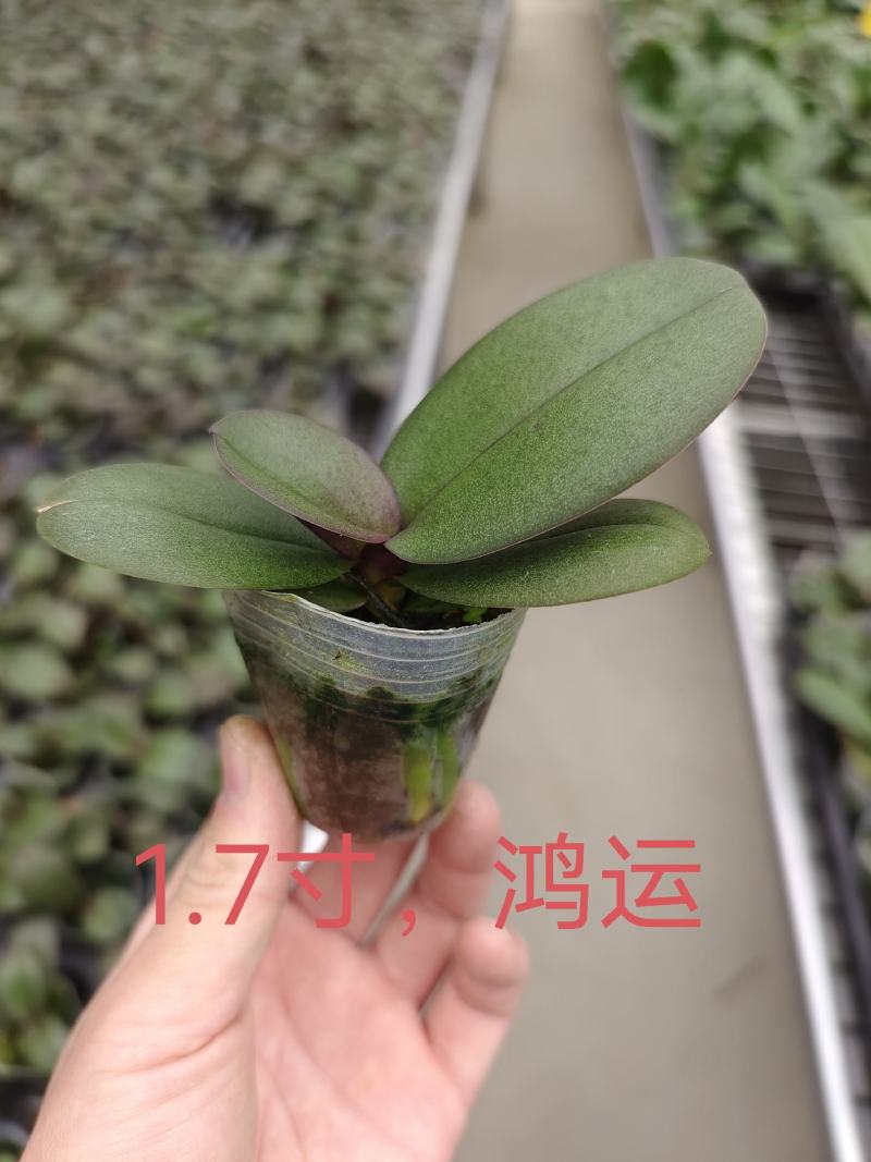 鸿运1.7寸