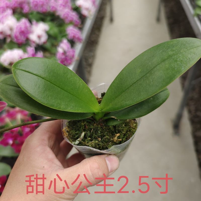 蝴蝶兰中苗，杯苗量大从优品质保证包技术